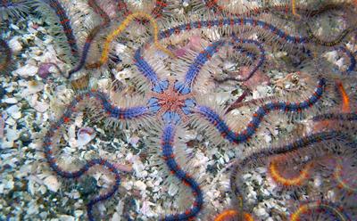 Spiny Brittle Star